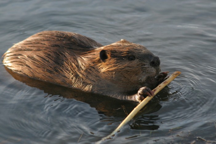 beaver.jpg