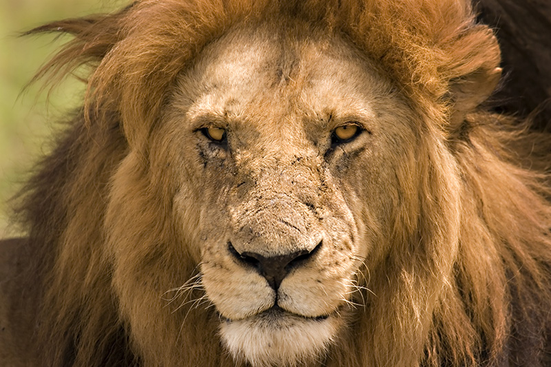 Lake Nakuru National Park | kenya.com