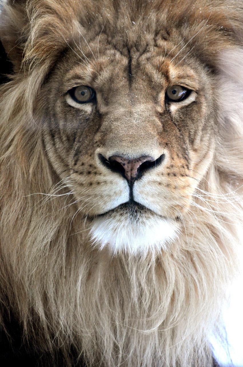 Male Lion Face - Pixdaus