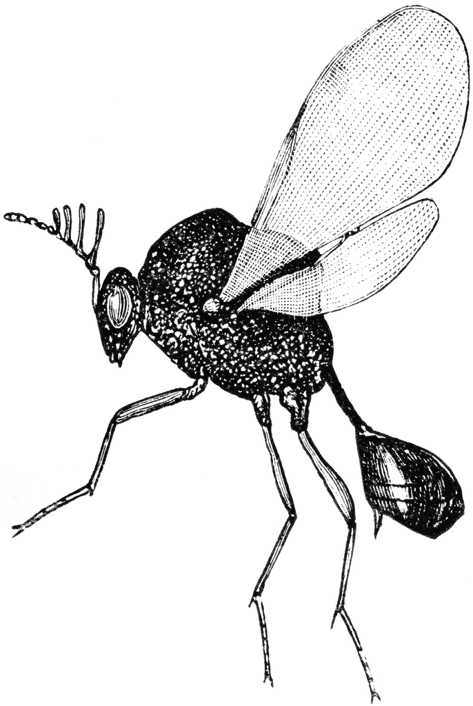 Chalcid Wasp | ClipArt ETC