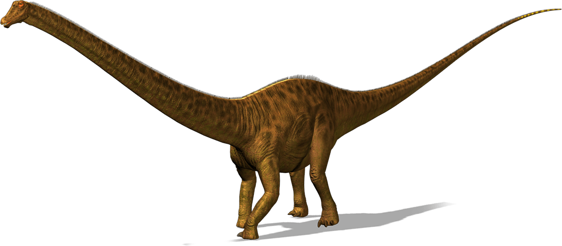 Diplodocus facts Sheet | Dinosaurs Pictures and Facts