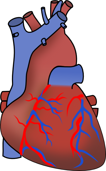 Human Heart clip art - vector clip art online, royalty free ...