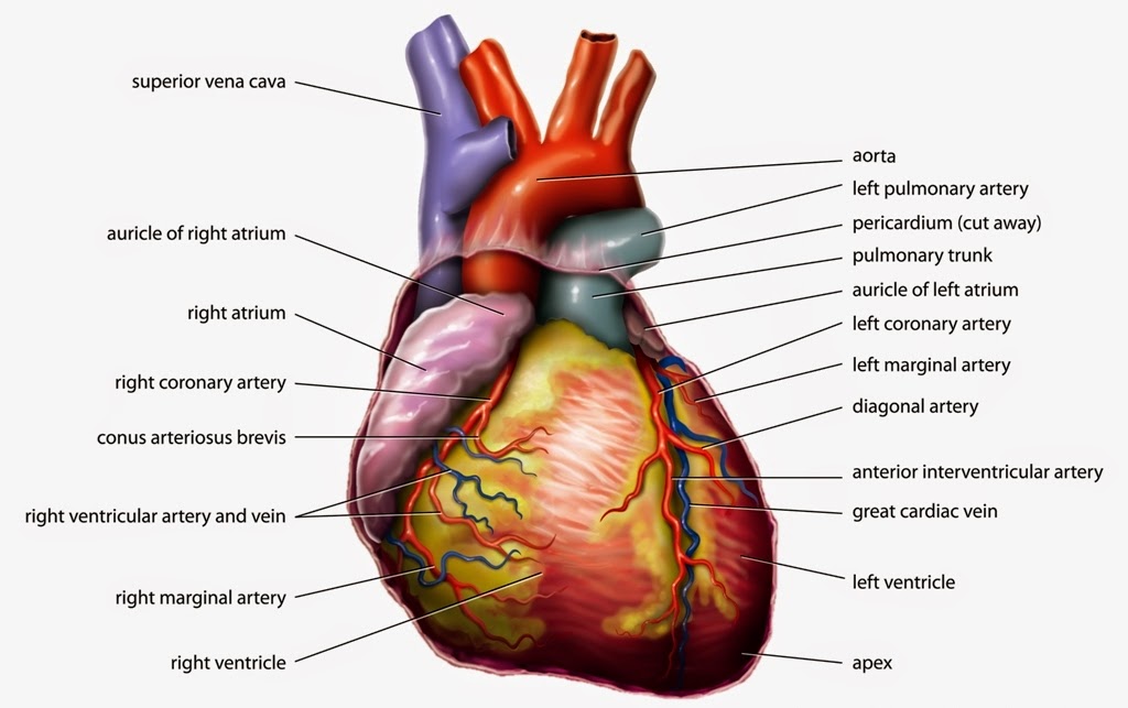 Related Pictures Parts Of The Human Heart Labeled Pictures Car ...