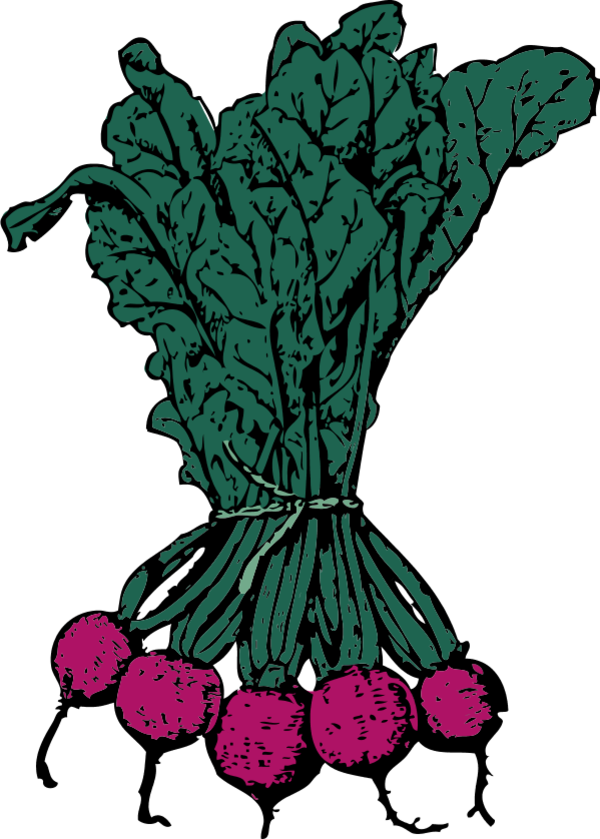 Beets Vegetable - vector Clip Art