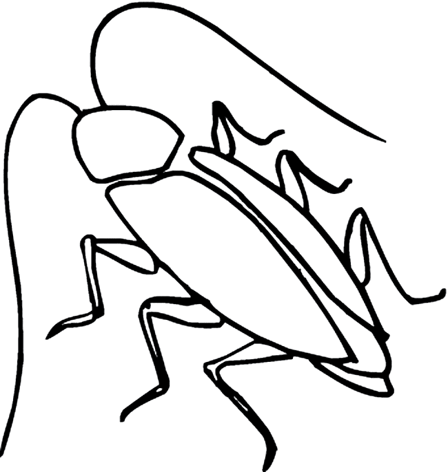 Cockroach coloring page - Animals Town - animals color sheet ...
