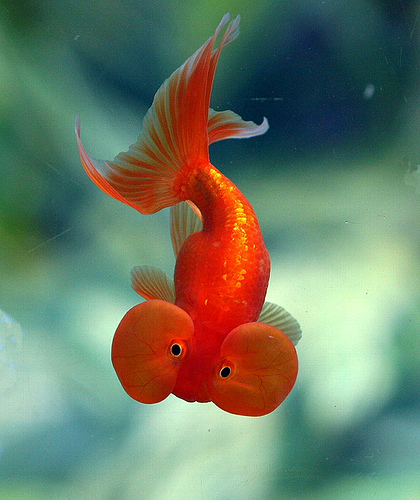 Scales Tails Wings and Things, Goldfish Myths Introduction ...