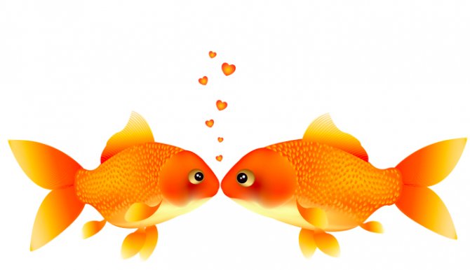 Goldfish to get wed this Easter! | News | Practical Fishkeeping