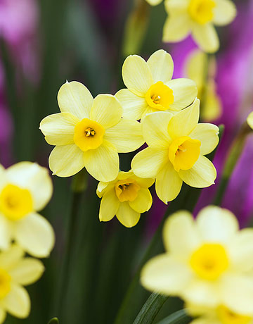 Daffodil Plants - Spring Daffodils