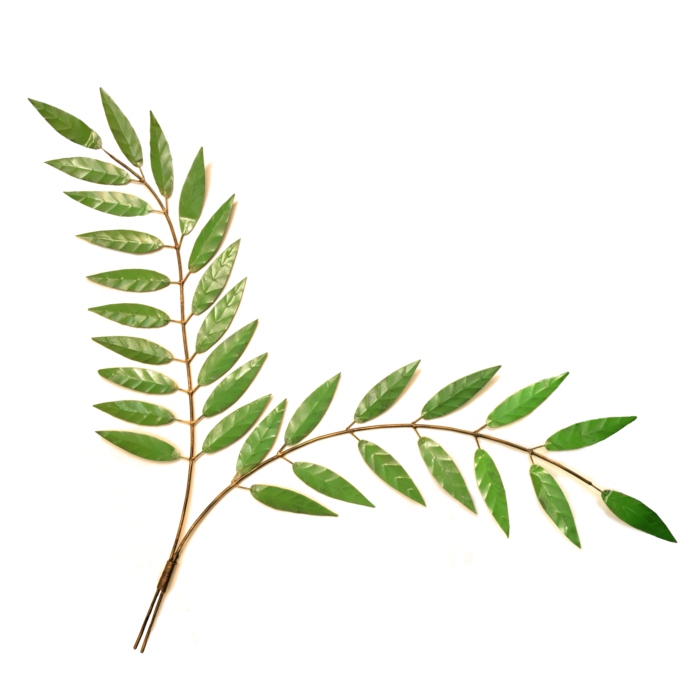 olive-branch-483-p.jpg