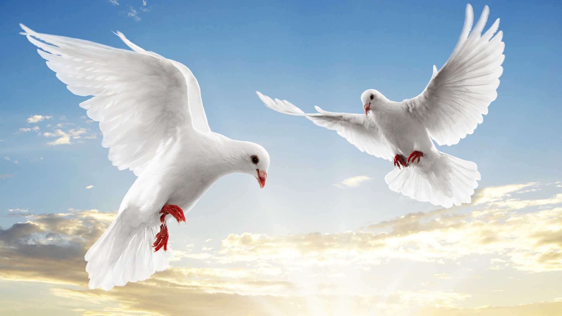Dove Spirit Animal Meaning - HD Photos Gallery