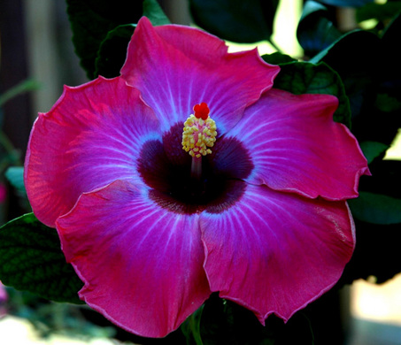 How to Host a Hibiscus | NJ.com