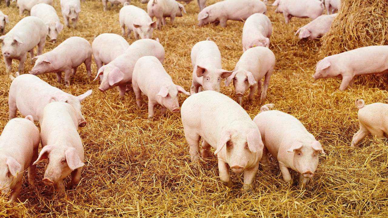 Why Chinese Internet Companies Are Raising Pigs and Growing ...