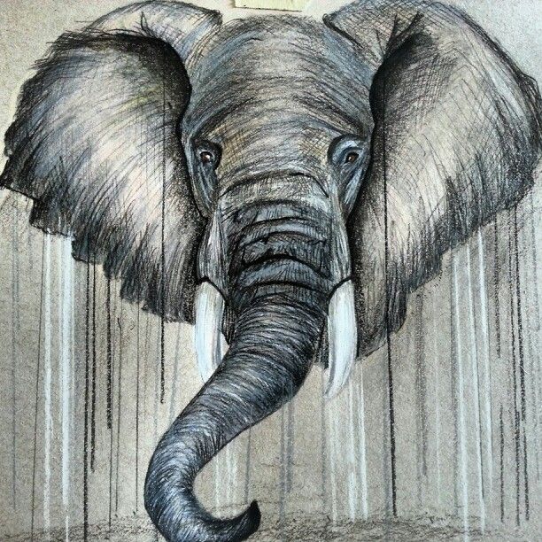Elephant drawing | Quotes | Pinterest