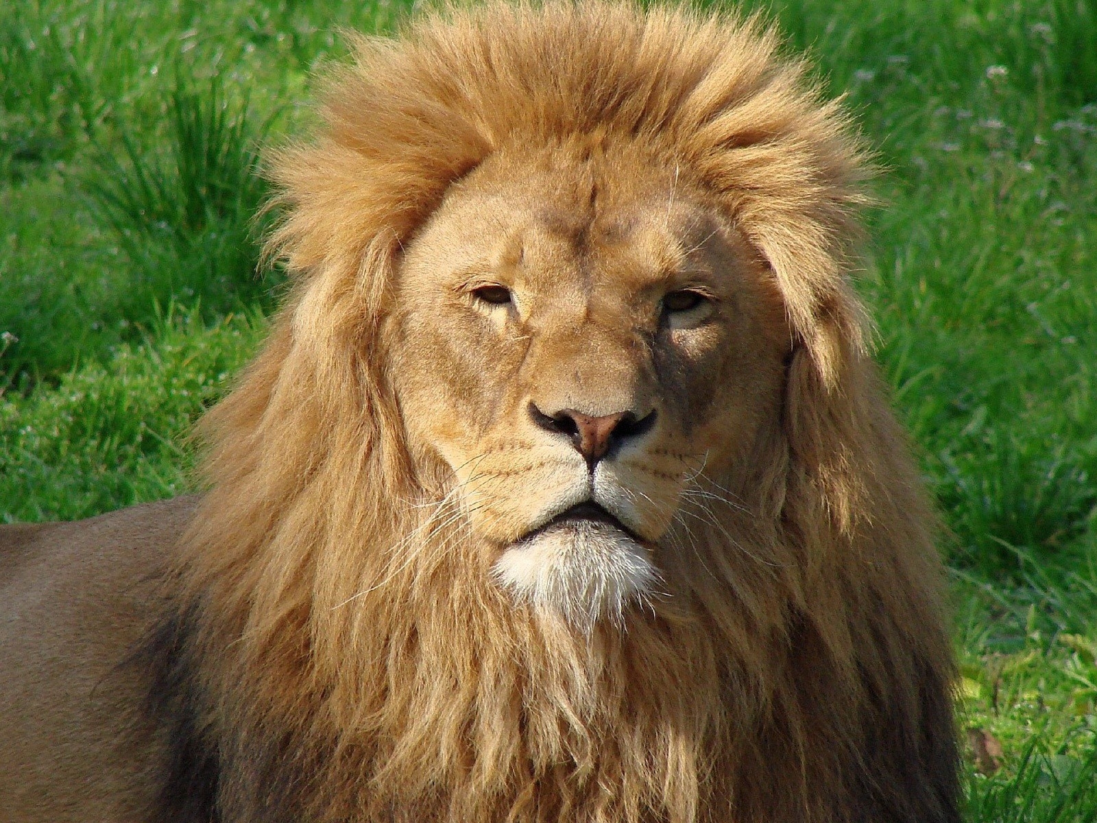 Download Wallpaper 1600x1200 Lion, Face, Mane, Fur, Big cat ...