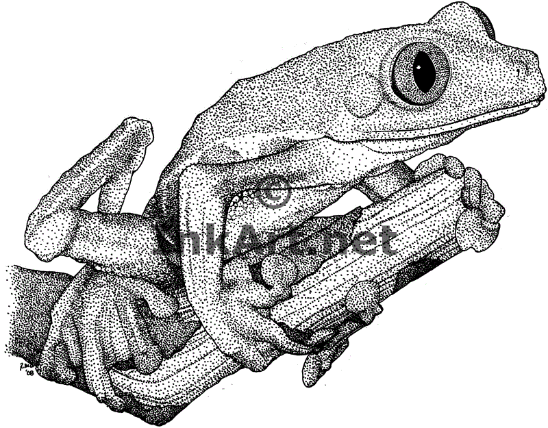 Red-Eyed Tree Frog (Agalychnis Callidryas) Line Art and Full Color ...