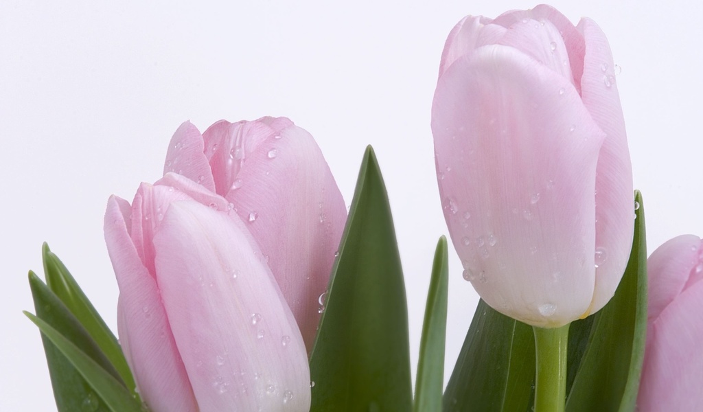 Pink Tulips 1920x1080 Flower Wallpaper - #