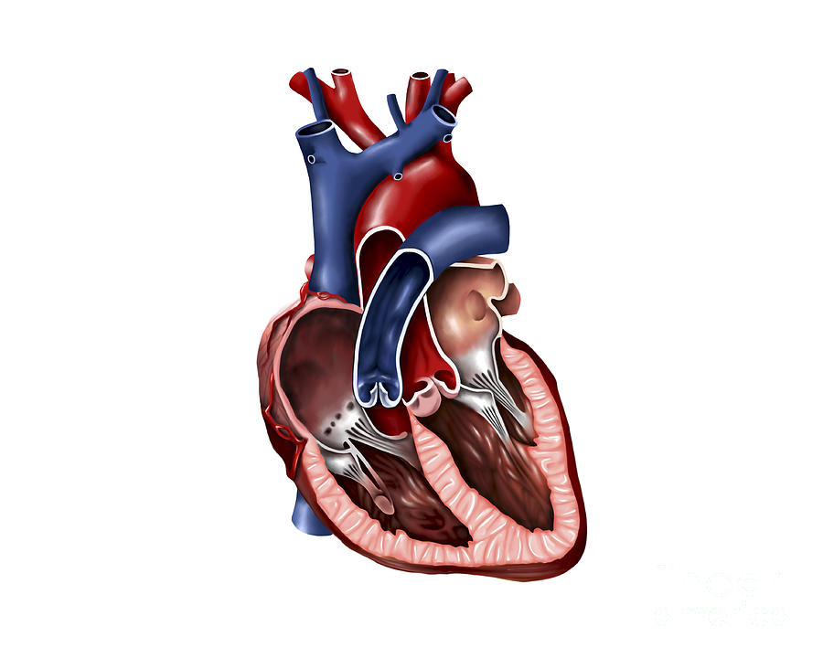 Cross Section Of Human Heart by Stocktrek Images - Cross Section ...