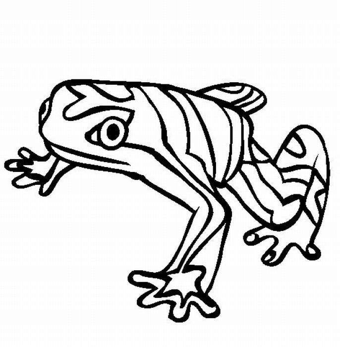 Rainforest Frog | Playsational