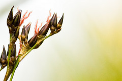 The World's most recently posted photos of taxonomy:genus=juncus ...