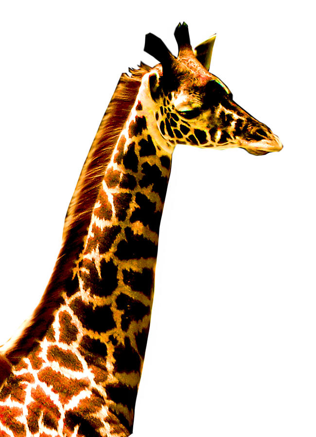 Giraffe Head by Jessica Rost - Giraffe Head Photograph - Giraffe ...