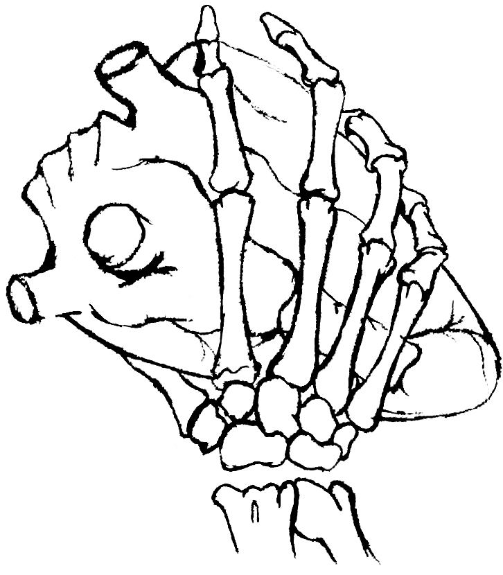 Skull And Hearts Drawings Hd Skeleton Hand Holding Heart By ...