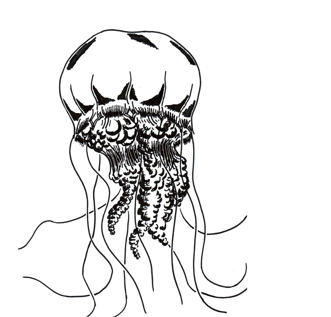 Simple Jellyfish Tattoo - ClipArt Best