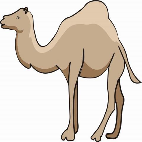 Camel Coloring Pages for Kids to Color and Print