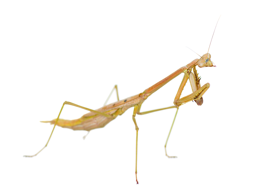 Praying Mantis Clip Art - Cliparts.co