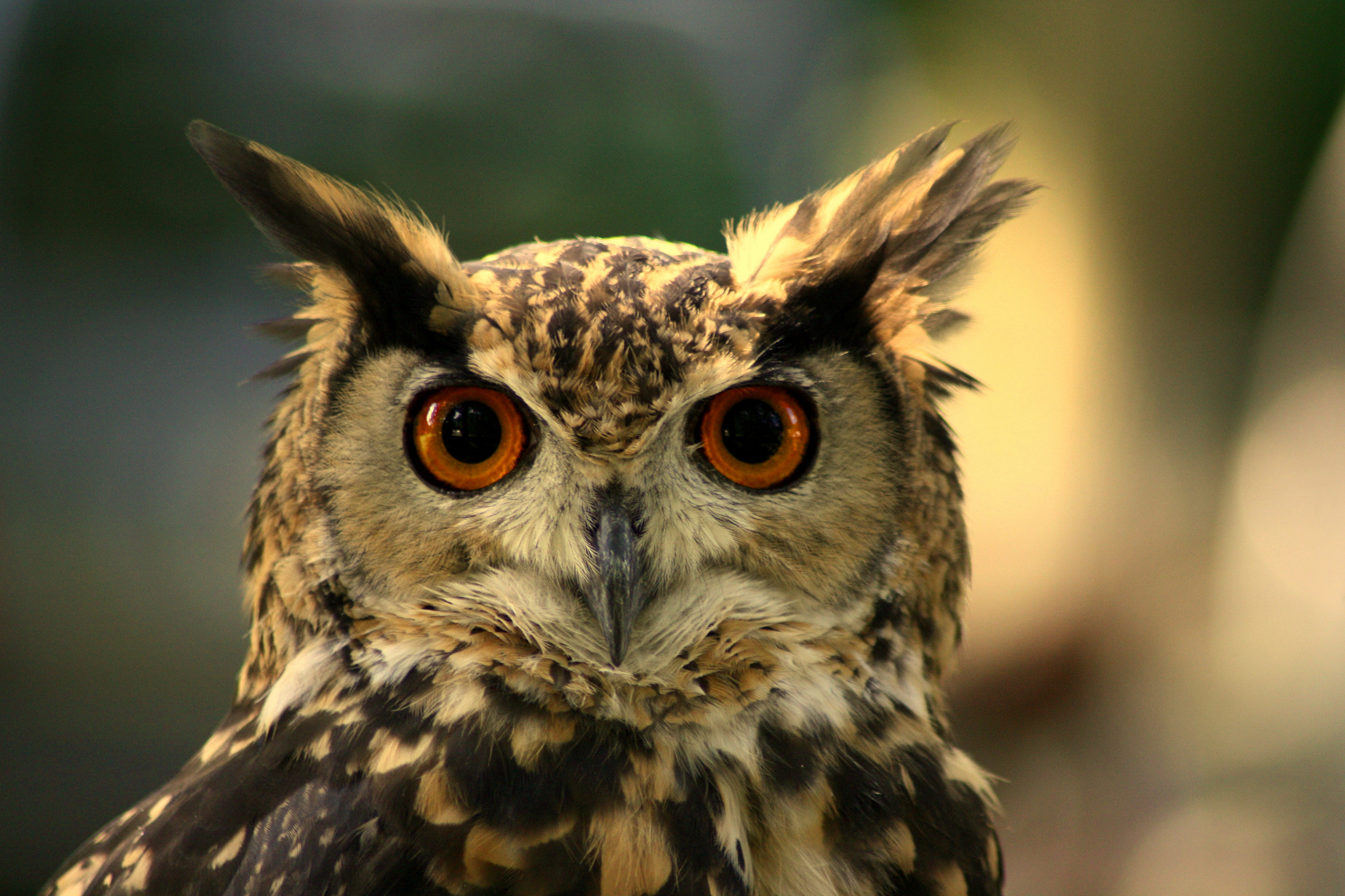 File:Eurasian Eagle-Owl Maurice van Bruggen.JPG - Wikimedia Commons