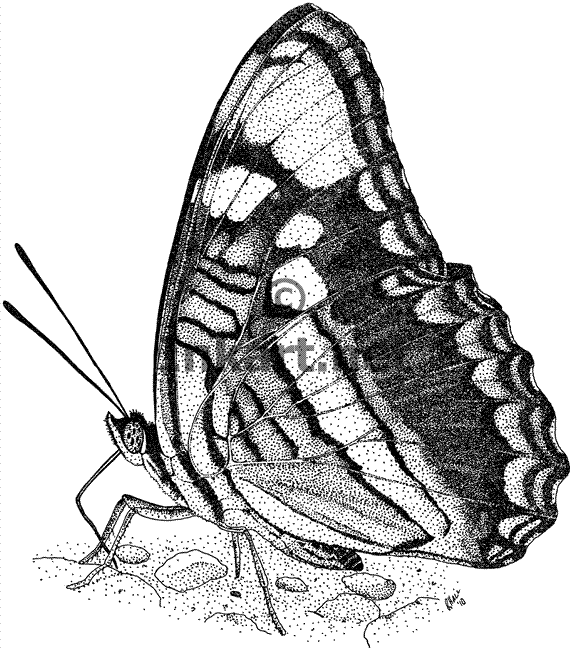 Arizona Sister Butterfly (Adelpha eulalia) Line Art and Full Color ...