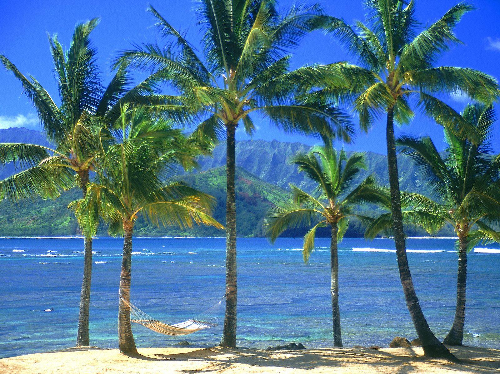 Palm Trees Wallpaper 2500x1673px #865906