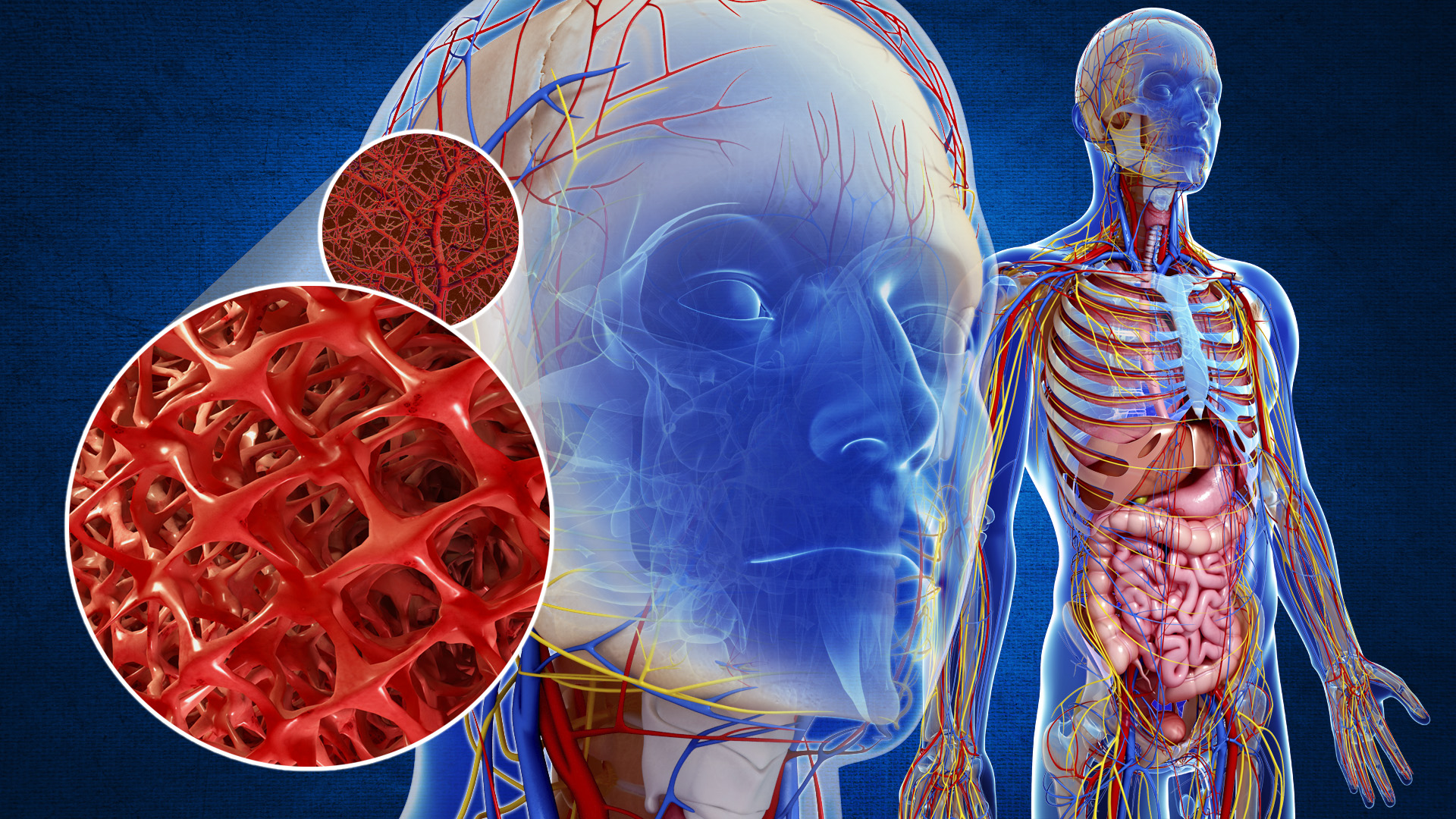 Circulatory System – Medical Multimedia Consultants