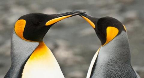 Penguins | Basic Facts About Penguins | Defenders of Wildlife