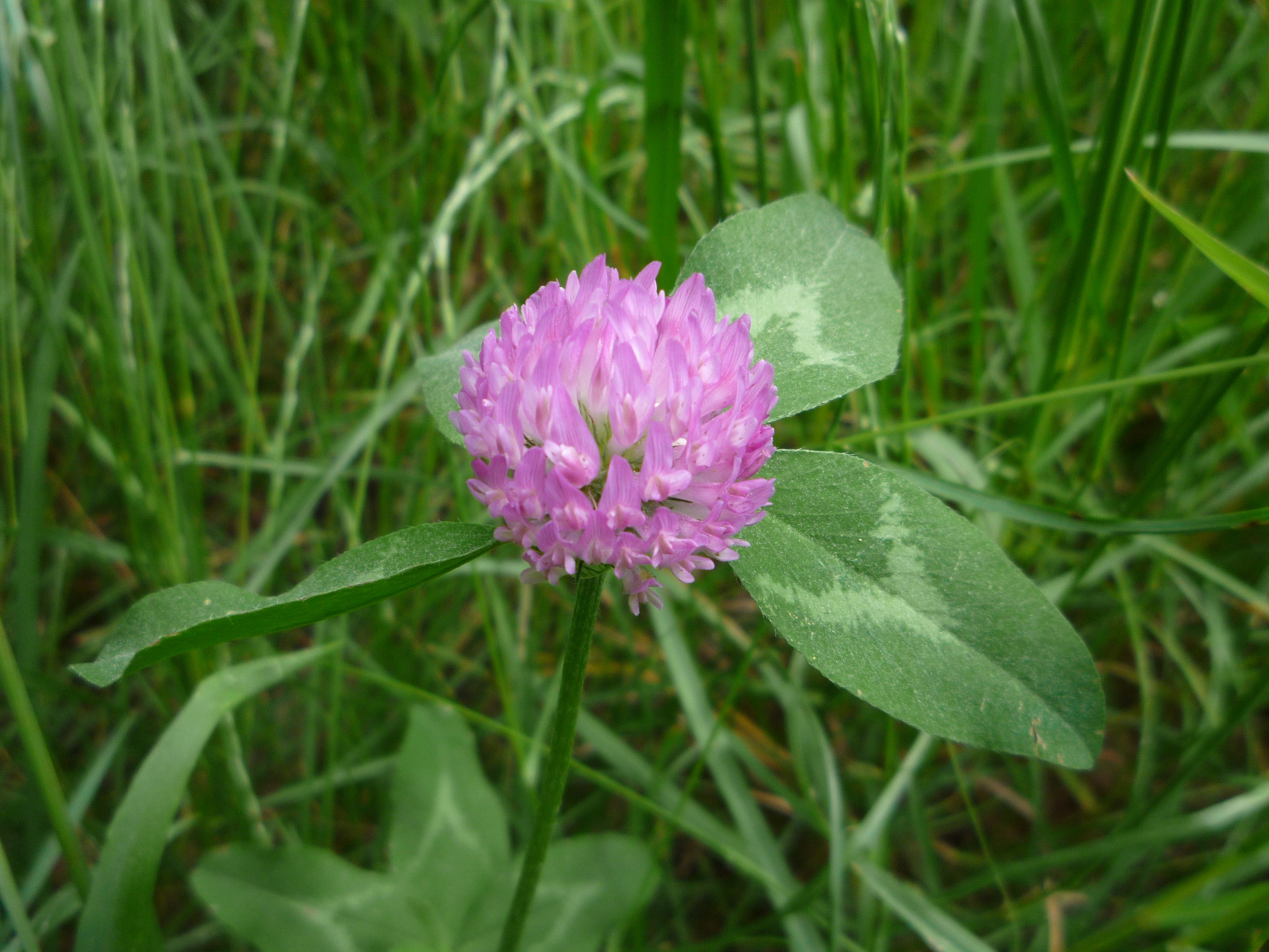 File:Purple clover flower side.jpg - Wikimedia Commons