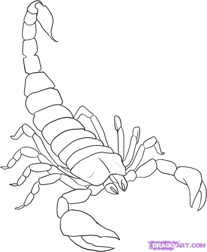 How to Draw a Scorpion, Step by Step, Bugs, Animals, FREE Online ...