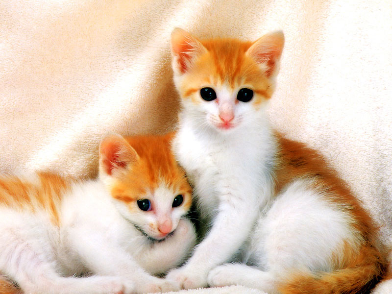 Know the facts about cats | Stylish Family
