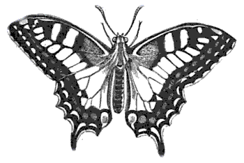 Butterfly Drawings: Black and White Drawings