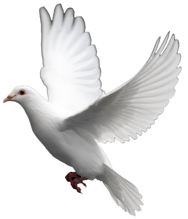 Peace & Serenity on Pinterest | Peace, Peace Symbols and White Doves