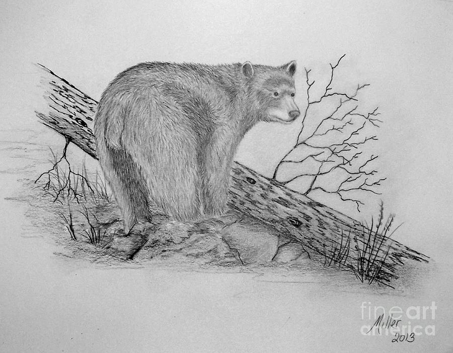 Black Bear by Peggy Miller