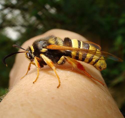 This is a Hornet Moth. A harmless moth which happens to do an ...