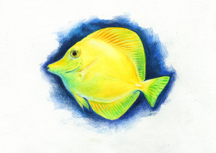 Gallery For > Yellow Tang Fish Drawing