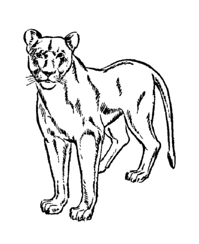 Wild Animal Coloring Pages | Female lion, lioness Coloring Page ...