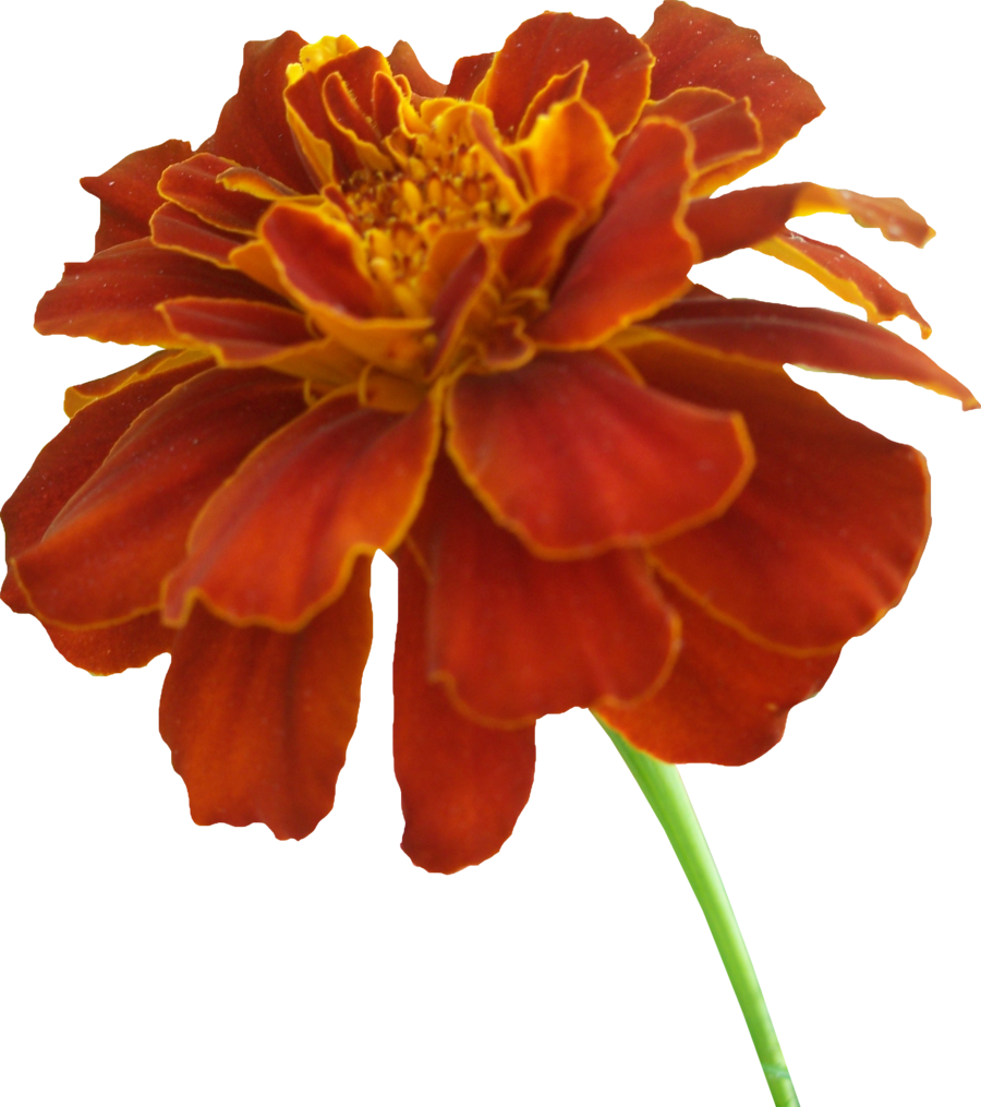 Marigold Drawing - ClipArt Best