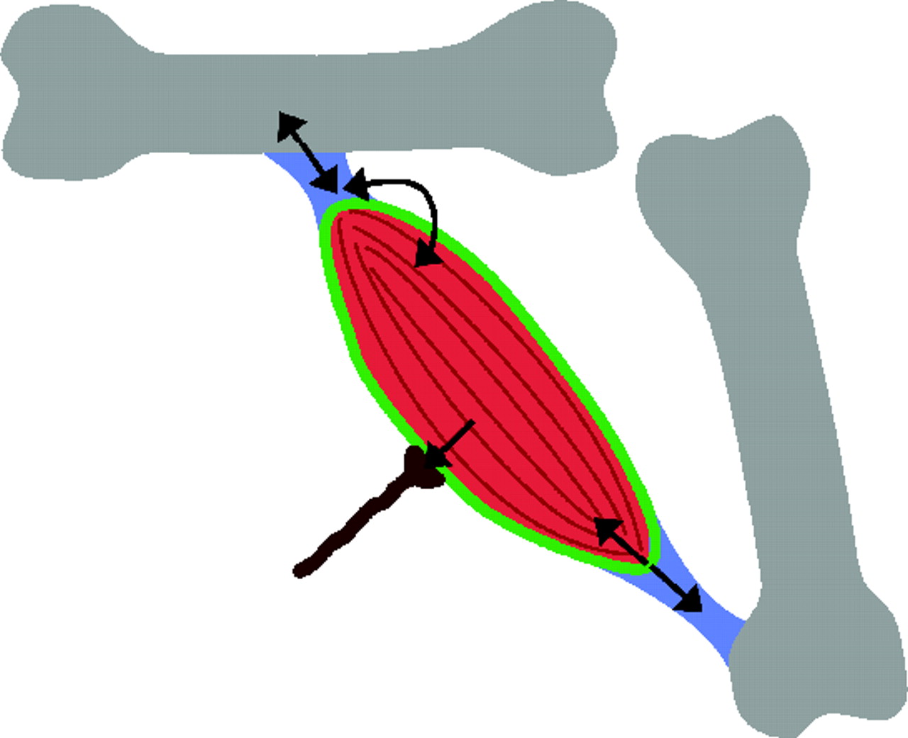 Development of the musculoskeletal system: meeting the neighbors