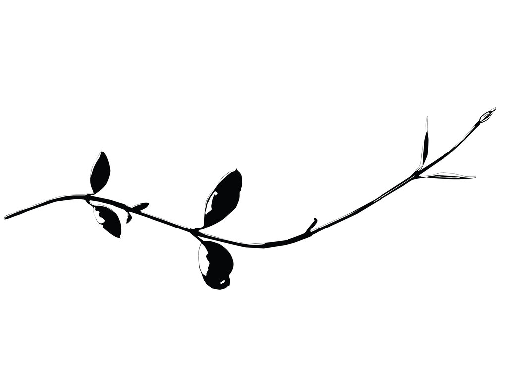 Black and White Plant Vector by jjonesanime on deviantART