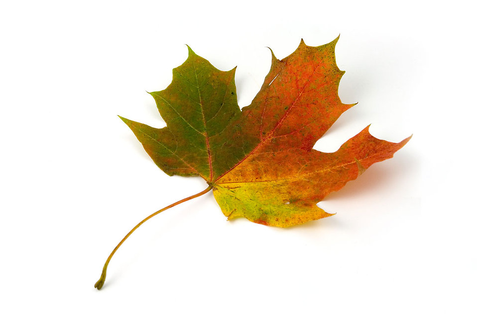 Free Stock Photos | A maple leaf isolated on a white background ...