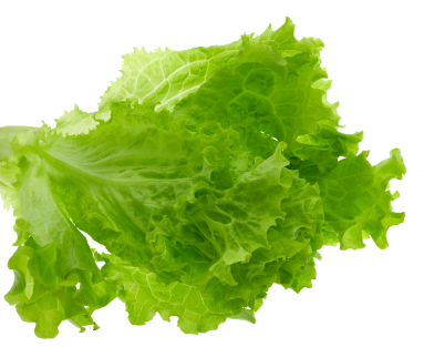 How to Grow Lettuce | Backyard Gardening Blog