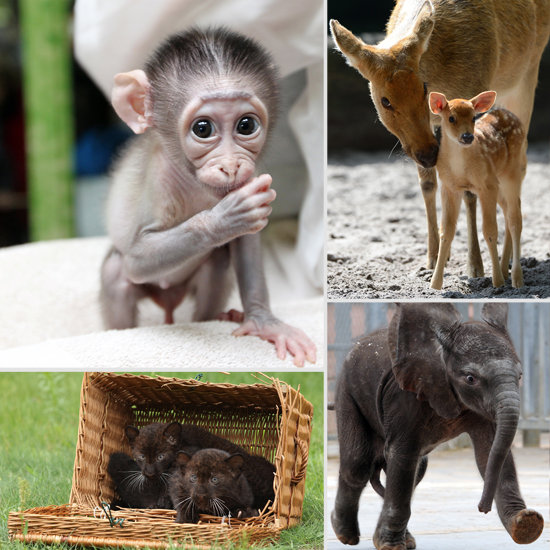 Zoo Animals | POPSUGAR Pets