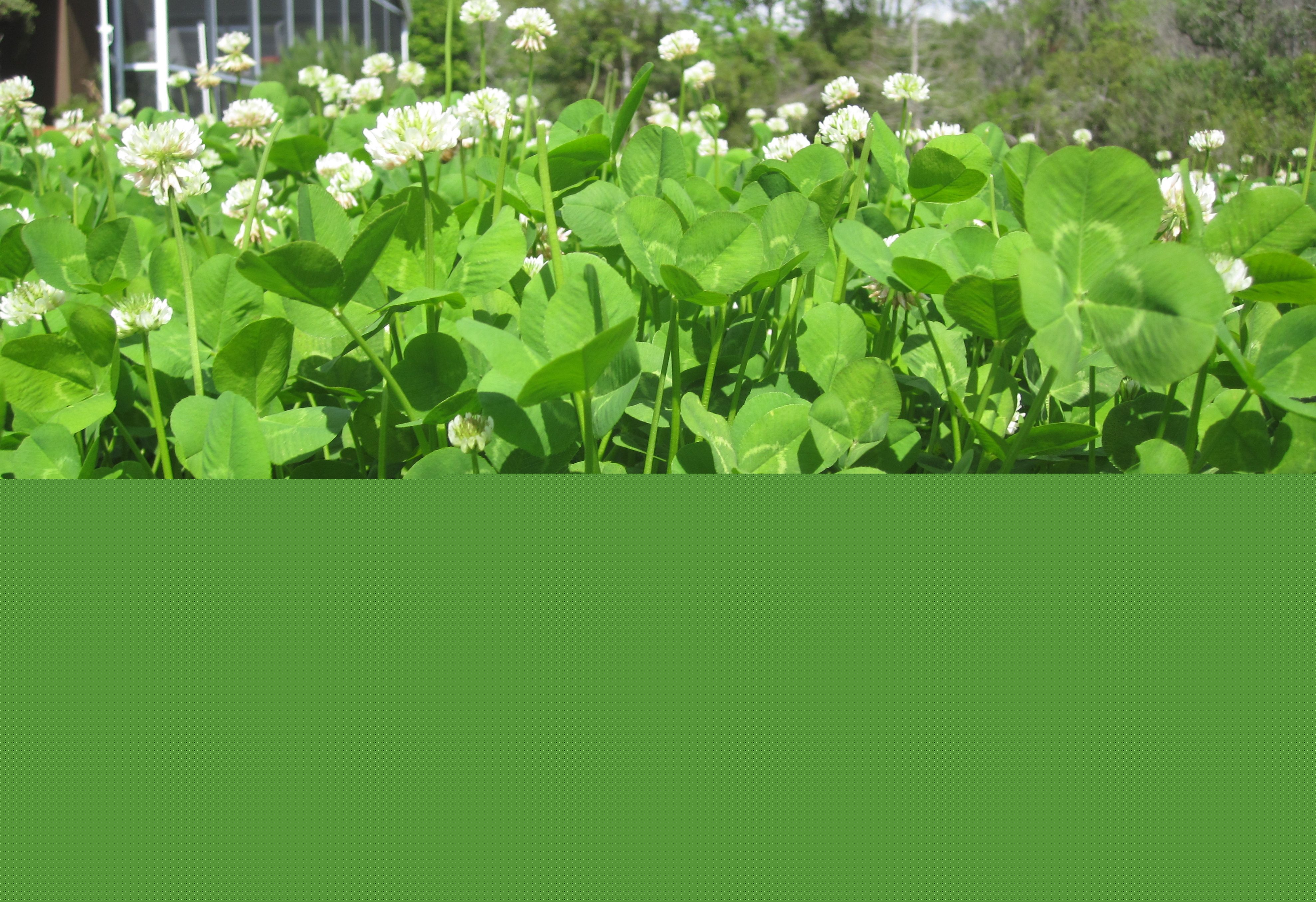Patch-of-Clover.jpg