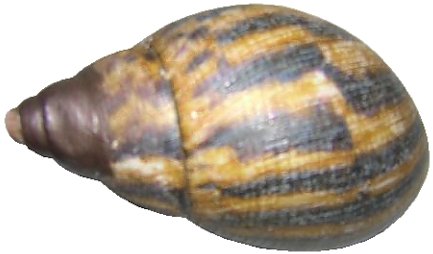Broken/Chipped Shell / Snail Problems